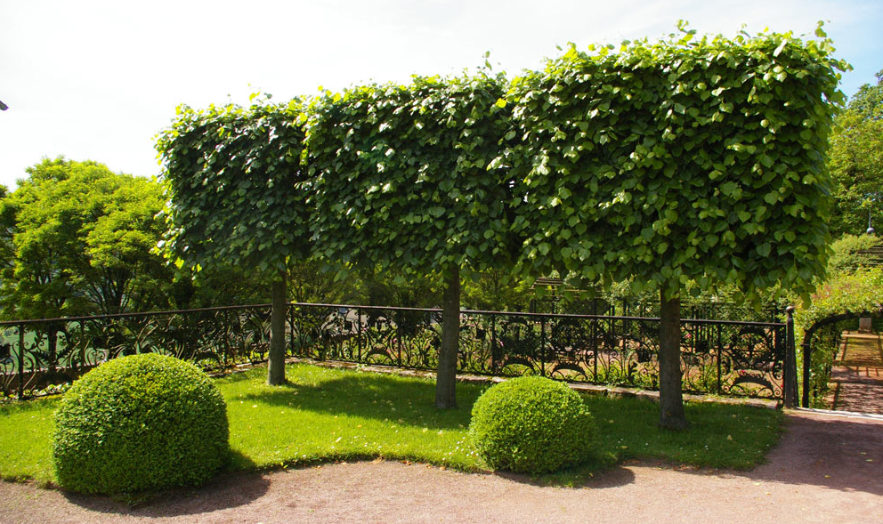 Grünflächenpflege/Baum & Strauchschnitt